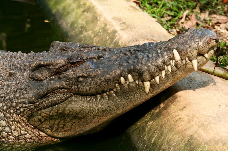 Крокодилова морда