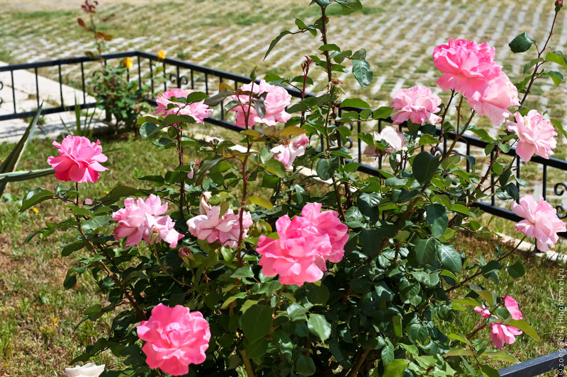 Розы в мае в Турции